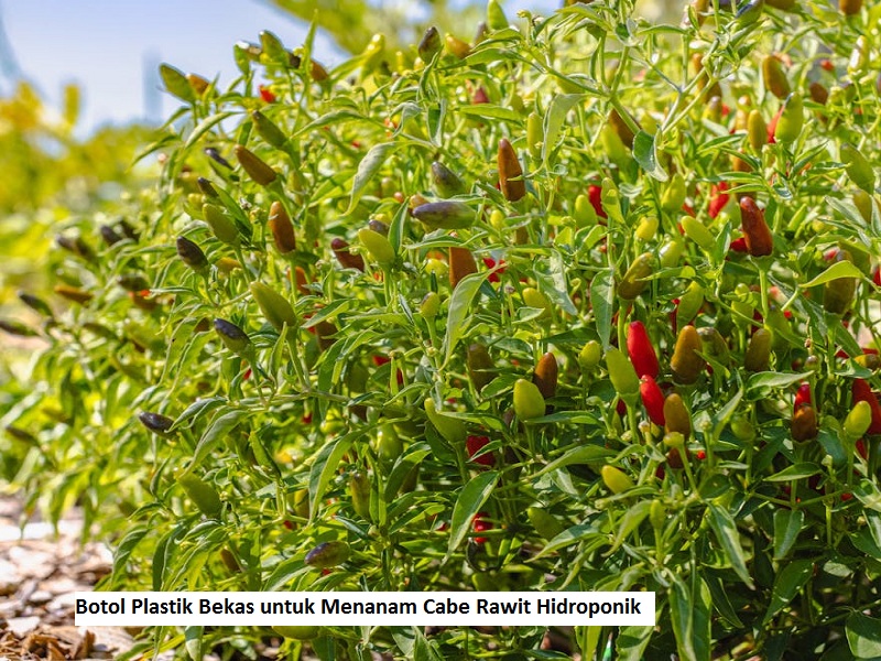Cabe Rawit Hidroponik