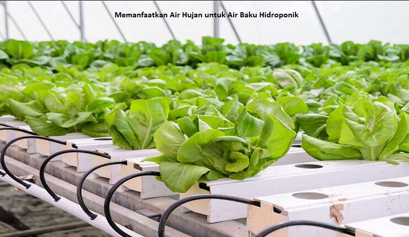 Memanfaatkan Air Hujan untuk Air Baku Hidroponik