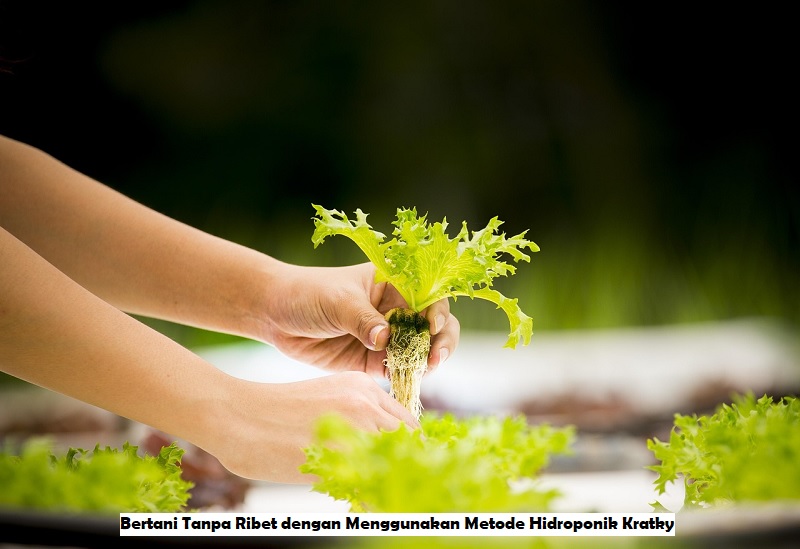 Metode Hidroponik Kratky