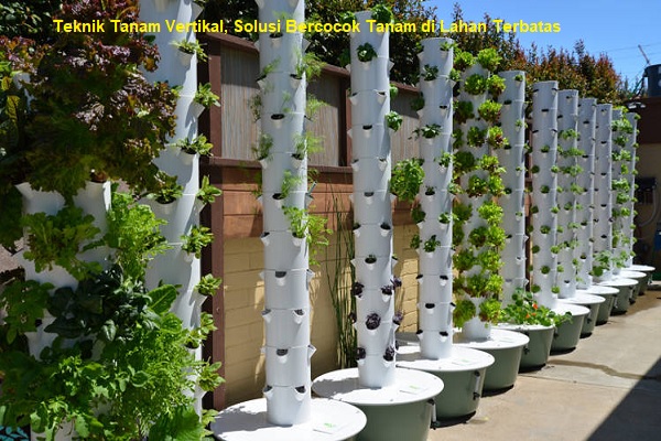 Teknik Tanam Vertikal, Solusi Bercocok Tanam di Lahan Terbatas