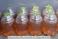 Hidroponik Galon Bekas