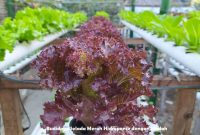 Budidaya Selada Merah