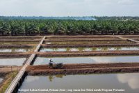 Kategori Lahan Gambut