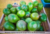 Menanam Alpukat Hidroponik dengan Benar dan Berbuah Maksimal
