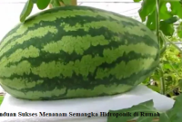 semangka hidroponik
