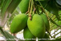 Cara Menanam Buah Mangga