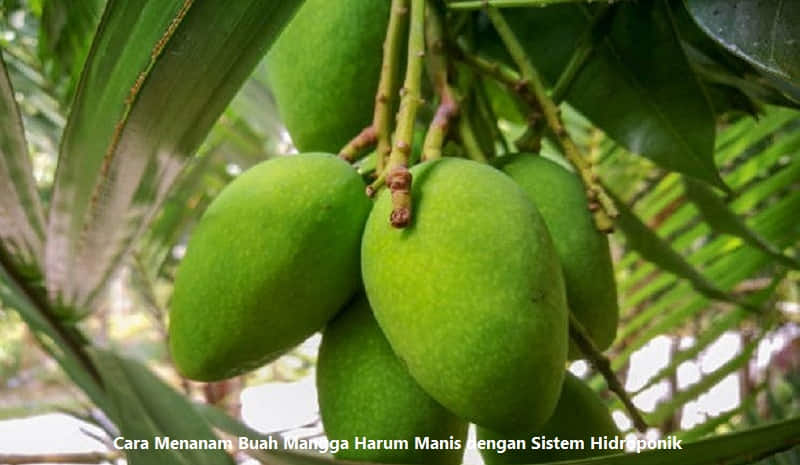 Cara Menanam Buah Mangga