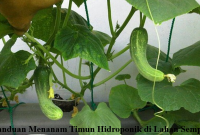 timun hidroponik
