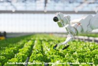 Teknik Budidaya Selada Hijau